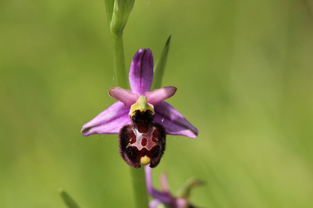 Ibrido Ophrys da determinare